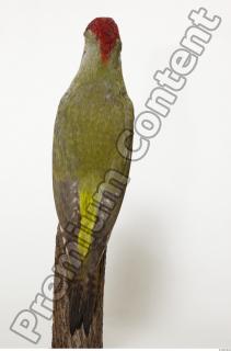 Green Woodpecker - Picus viridis 0004